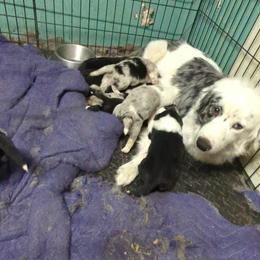 Australian Shepherd and Great Dane Puppies from AEW Farm