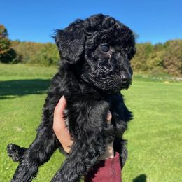 Labradoodle Puppies from Pleasant View Labradoodles