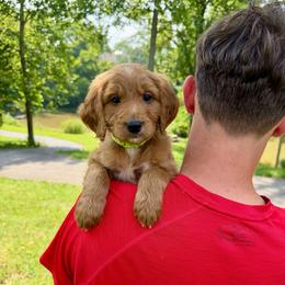 Lime - Red male Bernedoodle puppy in Milford, Ohio from Doodle Duo