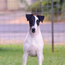 Zuko - White and black male Smooth Fox Terrier puppy in Rio Linda, California from Palomar Kennels