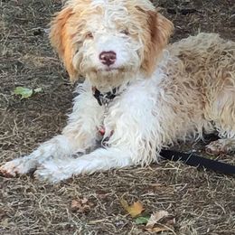 Lagotto Romagnolo All Grown Up from Stan and Merrie's Lagotto Romagnolo