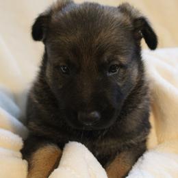 German Shepherd Puppies from Krafthaus German Shepherds