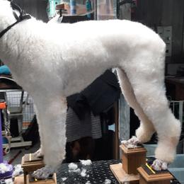 AKC CHIC LuLu - Cream female Poodle puppy in Andrews, South Carolina from Purple Diamonds Kennel