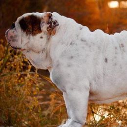 Bulldogs from Select Bulldogs