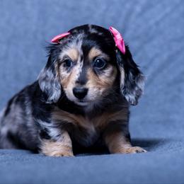 Charlie - Dapple female Dachshund puppy in Copperas Cove, Texas from Creme de la Creme Dachshunds