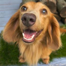 Bradley - Dachshund
