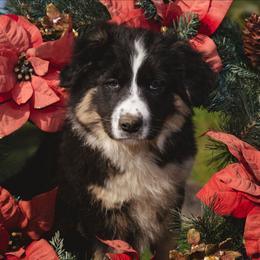 Peter - Tri-color male Border Collie puppy in Fresno, California from Alpine Tails