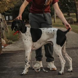 Doc - German Shorthaired Pointer