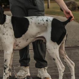 Doc - German Shorthaired Pointer