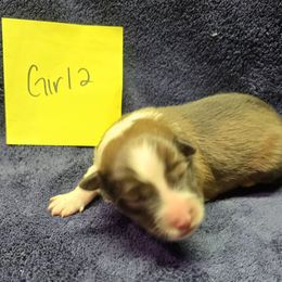 Two - White and sable female Shetland Sheepdog puppy in Caldwell, Texas from Candyce Witte
