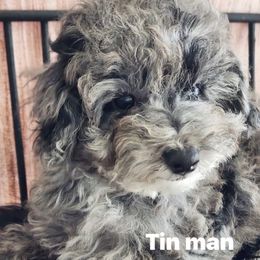 Tinman - Black male Poodle puppy in Orlando, Florida, Florida from Denise’s Puppies