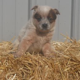 Squash - Red mottled female Australian Cattle Dog puppy in Buffalo Valley, Tennessee from Buffalo Valley Breeders