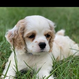 Cocker Spaniel Puppies from Gates Cocker Spaniels