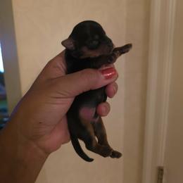 Puppy 1 - Black and tan male Yorkshire Terrier puppy in Charleston, West Virginia from Chuck City Danes & Yorkies