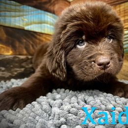 Xaiden - Brown Newfoundland puppy in Tully, New York from Bear Paw Newfoundlands