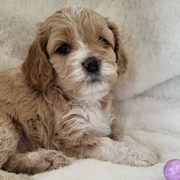 Cavapoos and Cockapoos from Happy Doodles- Cockapoo and Cavapoo puppies