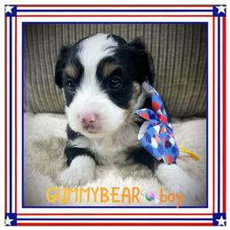 Gummybear - Black tri-color male Aussiedoodle puppy in Houston, Texas from Jomelkin Furry Pals
