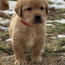 Labrador Retriever Puppies from Raising Hope Labradors