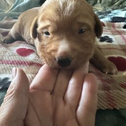 Blue ribbon - Yellow male Labrador Retriever puppy in Newmanstown, Pennsylvania from Retrievers of Millbach