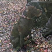 Pudelpointers from Packmaster GunDogs