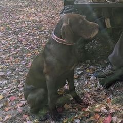 Pudelpointers from Packmaster GunDogs