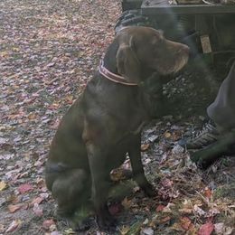 Pudelpointers from Packmaster GunDogs