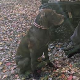 Pudelpointers from Packmaster GunDogs