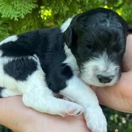 Catan - Parti male Goldendoodle puppy in Lancaster, Pennsylvania from Doodles in the Skye