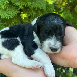Catan - Parti male Goldendoodle puppy in Lancaster, Pennsylvania from Doodles in the Skye