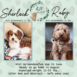 Goldendoodle puppies from KN Mini Goldendoodles