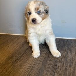 Blue Merle - Blue merle female Australian Shepherd puppy in Wittmann, Arizona from Wranglin Farms
