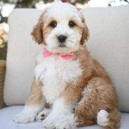 Lava chicken - Brown and white male Bernedoodle puppy in North Ogden, Utah from Bourbon Bernedoodles