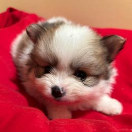 AKC Sable Parti Boy - Cream sable parti male Pomeranian puppy in Douglas, Massachusetts from Country Oak Poms LLC