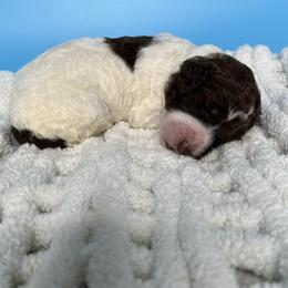 Indy - Parti female Labradoodle puppy in Ellenwood, Georgia from Four Paws Down