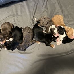 Bernedoodle and French Bulldog Puppies from Bernied00dle Love & Fr3nchi3 Love