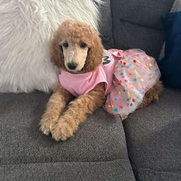 Goldendoodle and Poodle Puppies from Poodles & Doodles of the 716🦬