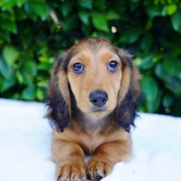 Sport - Red male Dachshund puppy in Temecula, California from Naomi Magee's Dachshund Kennel