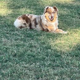 Reba - Australian Shepherd
