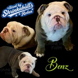 Benz (Shrinkabull) 4500 dollars - Tricolors male French Bulldog puppy in Cullman, Alabama from Divine Hill Farm