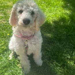 Astrid - Cream female Poodle puppy in Baltimore, Maryland from Steinrock’s Standards