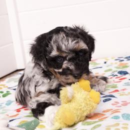 Kailie - Blue merle female Aussiedoodle puppy in Columbiaville, Michigan from Blue Eyes Aussies