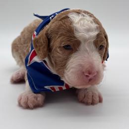 Savannah - Yellow and white female Bernedoodle puppy in Claremont, North Carolina from Magnolia Grove Farms