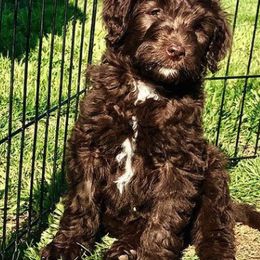 Australian Labradoodles from Janet Gentleman-Ingersoll's Australian Labradoodles