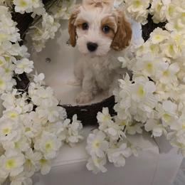 Miss Valentines - Blenheim female Cavapoo puppy in Washington from Mt.BakerPoodles&Doodles