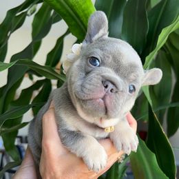 Daphne - Tricolors French Bulldog puppy in Clermont, Florida from Nala’s Nest