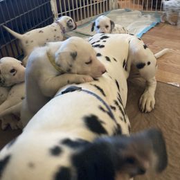 Dalmatian Puppies from Dalmatians of Rutland Ranch