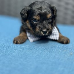 Almond - Black and tan brindle male Havapoo puppy in Loveland, Colorado from Littledoodles2love
