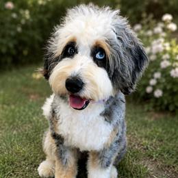 Olive - Bernedoodle