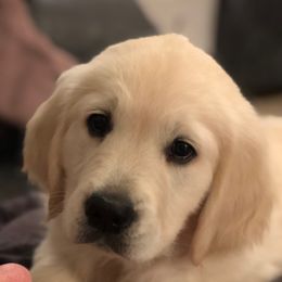 Golden Retriever Puppies from Kansas Prairie Pups