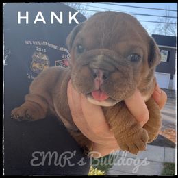 Hank - Lilac tri-color male Bulldog puppy in Ranson, West Virginia from EMR’s Bulldogs